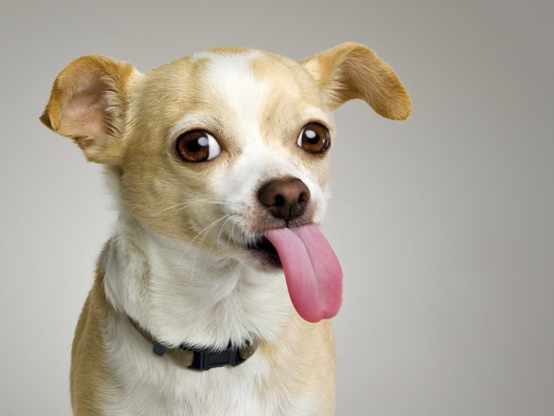 toms dog